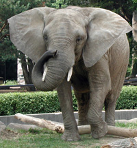 elephant